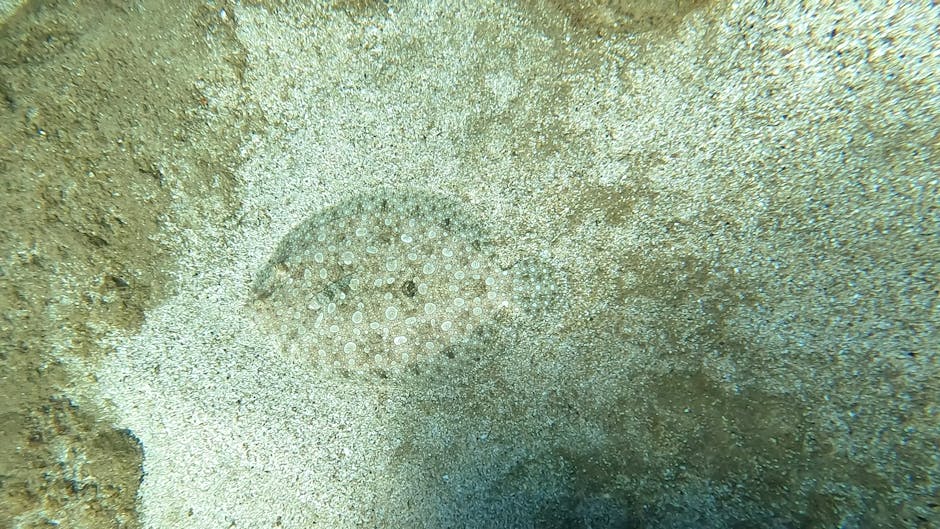 Close-up image of a sandy underwater surface featuring a circular sea urchin with small white spines, partially covered in fine sediment and surrounded by textured sand and small rocks. The lighting highlights the natural, muted tones of the marine environment, with visible sand particles and subtle shadows cast by the spines. This scene reflects deep cleaning and surface sanitisation, emphasizing the importance of hygiene in maintaining underwater and aquatic habitats, aligned with Cleaners SW4's focus on comprehensive cleaning services in Clapham and Lambeth under UK regulations.